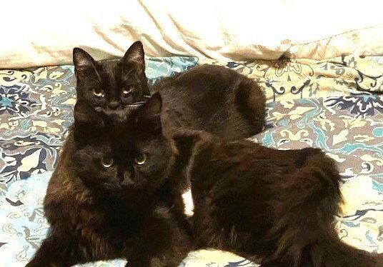 zz-Little Kitten, a Adoptable Domestic Medium Hair in Candler, NC image 2/3