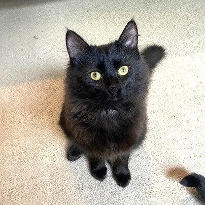 zz-Little Kitten, a Adoptable Domestic Medium Hair in Candler, NC image 3/3