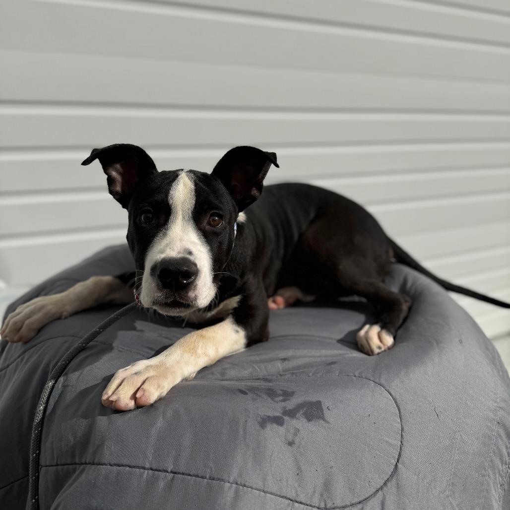 Matthew, Adoptable, Puppy Male Pit Bull Terrier.