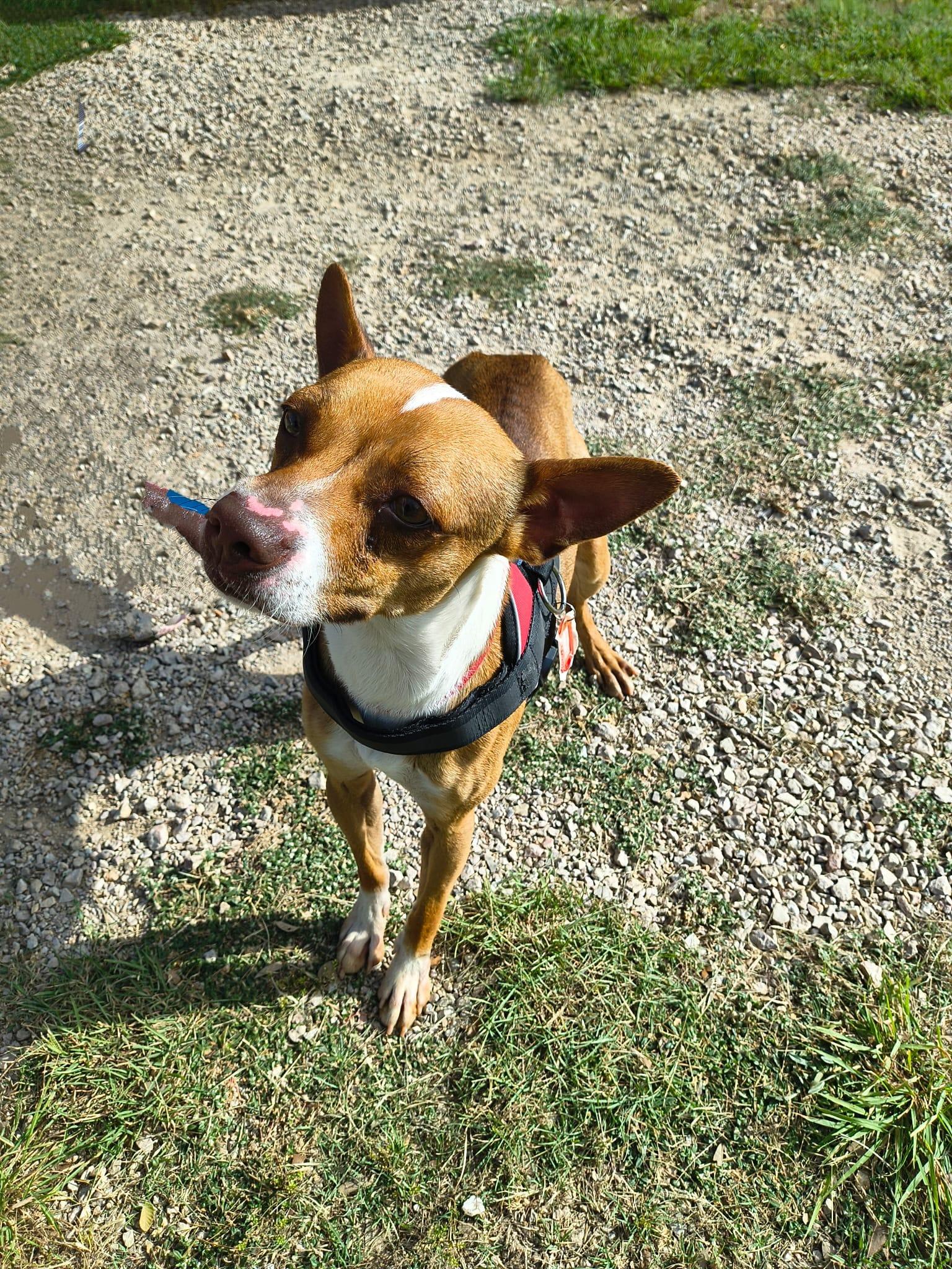Henry, Adoptable, Adult Male Terrier.