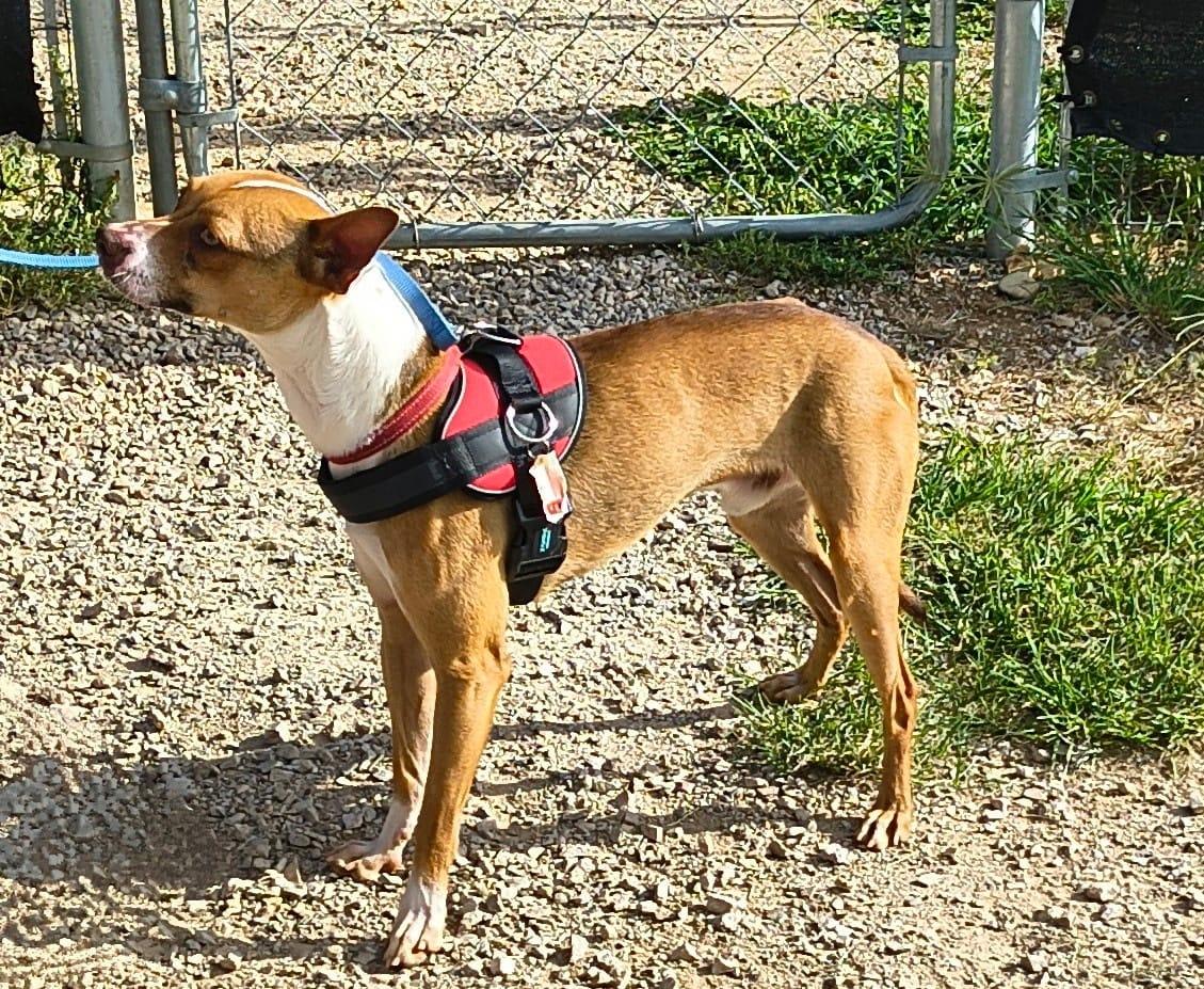 Enlarge Henry, a Adoptable mixed breed in Marble Falls, TX image 2/4