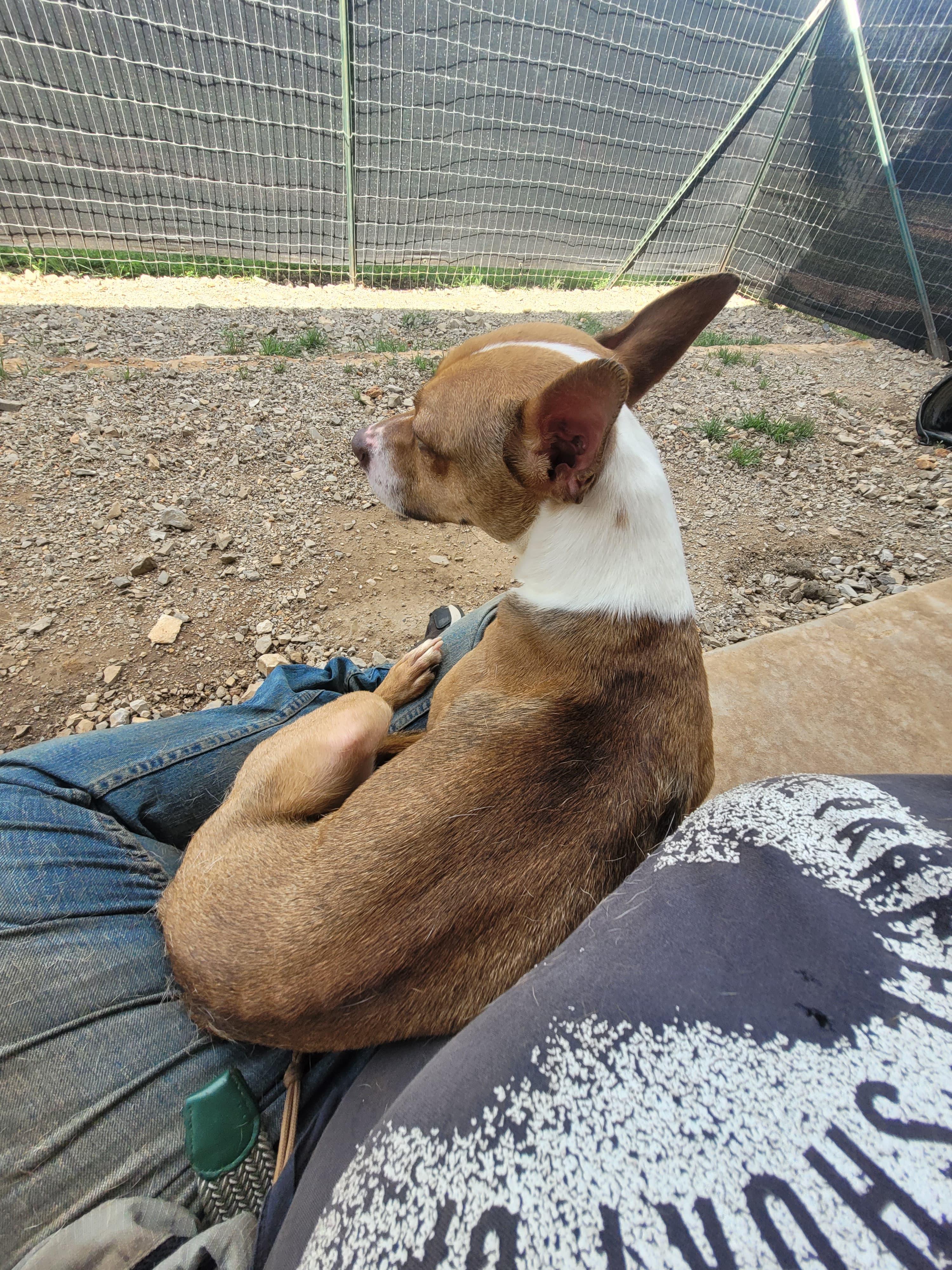 Enlarge Henry, a Adoptable mixed breed in Marble Falls, TX image 3/4