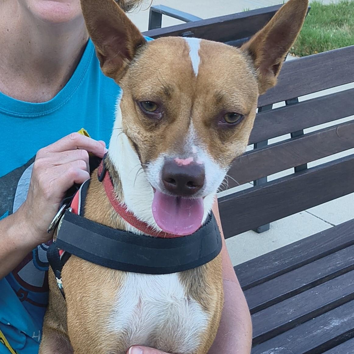 Enlarge Henry, a Adoptable mixed breed in Marble Falls, TX image 1/4