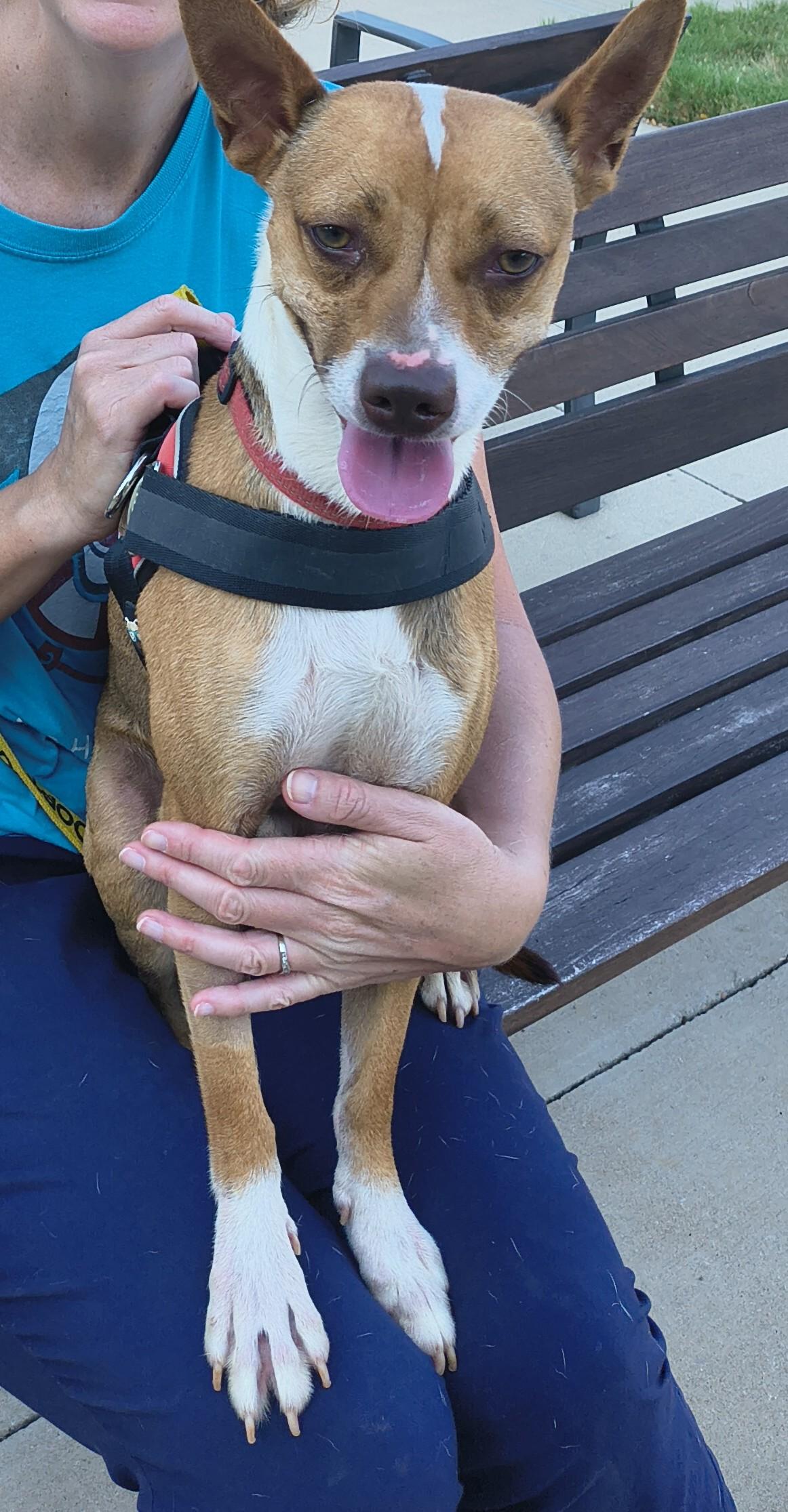 Enlarge Henry, a Adoptable mixed breed in Marble Falls, TX image 3/4