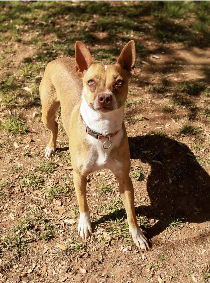 Henry, Adoptable, Adult Male Terrier & Chihuahua.