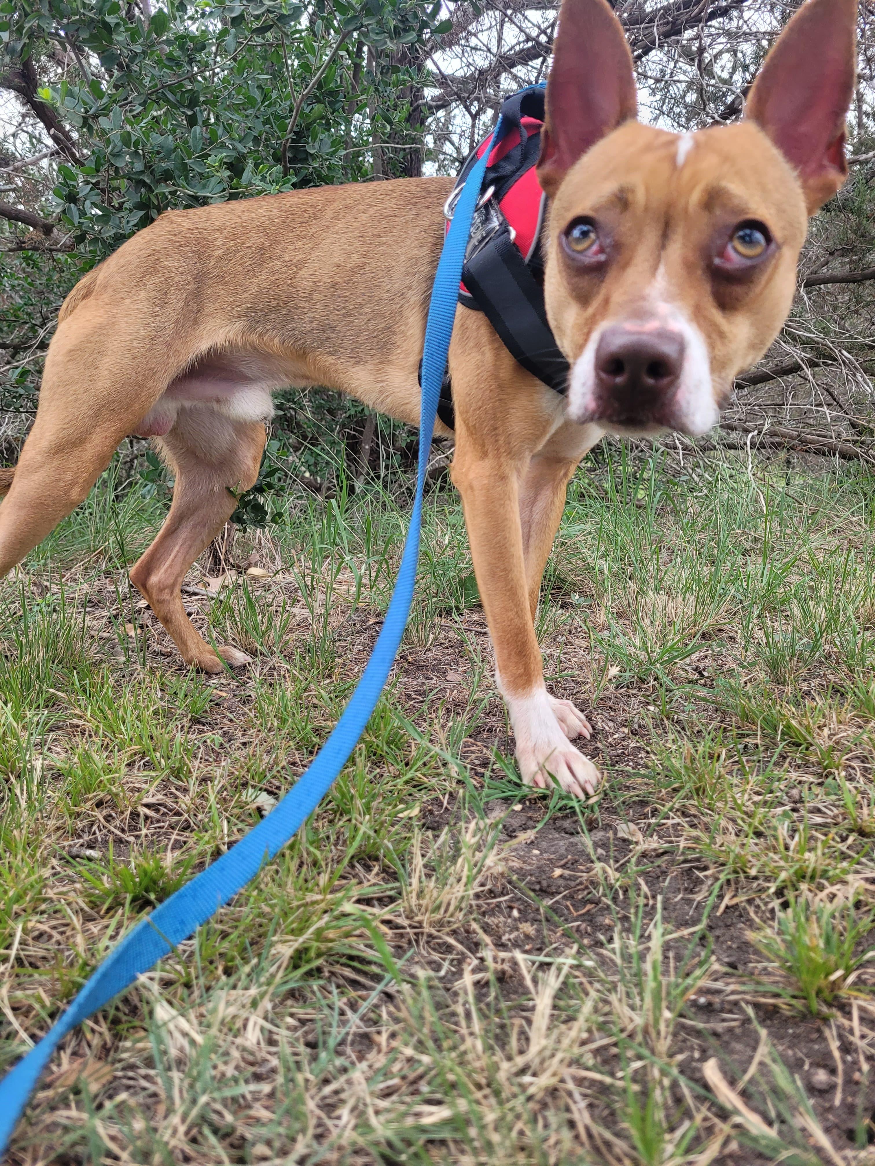 Enlarge Henry, a Adoptable mixed breed in Marble Falls, TX image 4/4