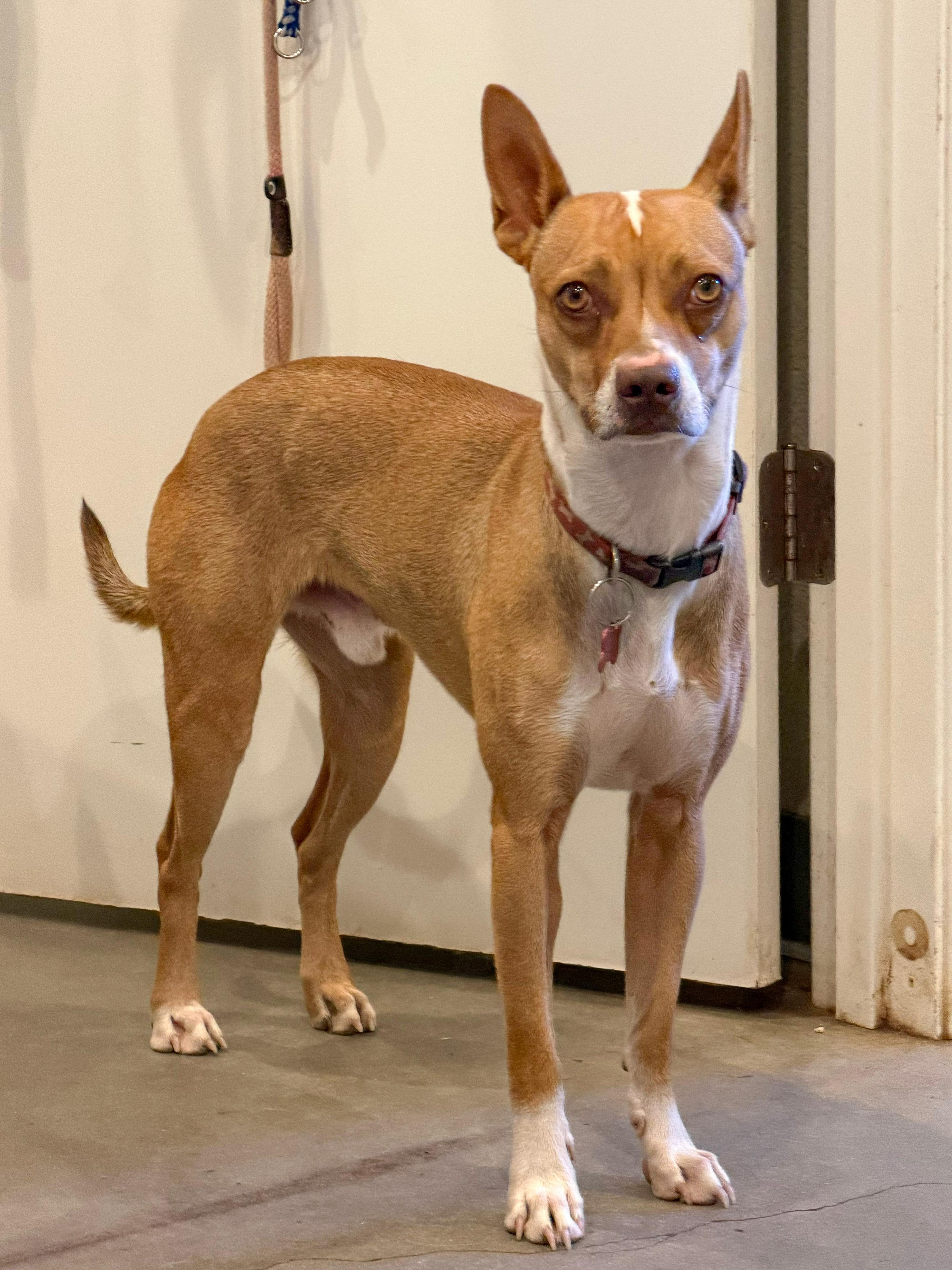 Enlarge Henry, a Adoptable mixed breed in Marble Falls, TX image 2/4