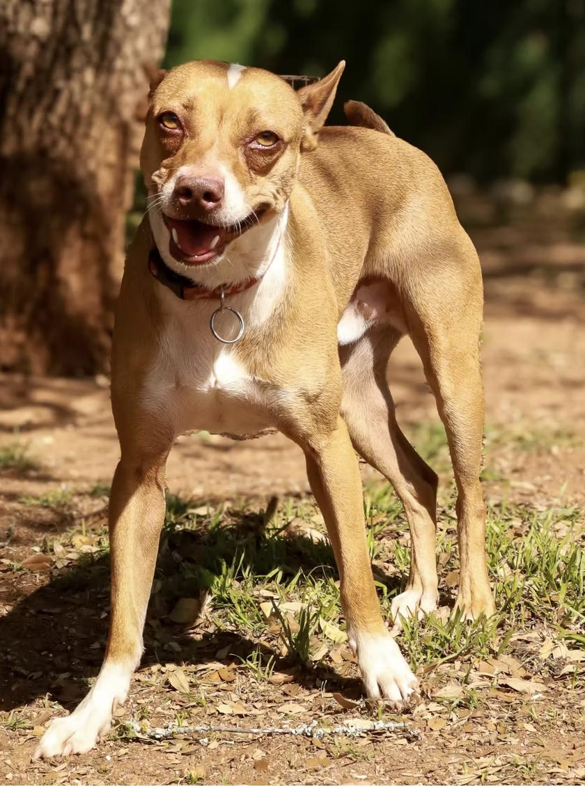 Henry, a Adoptable mixed breed in Marble Falls, TX image 2/2