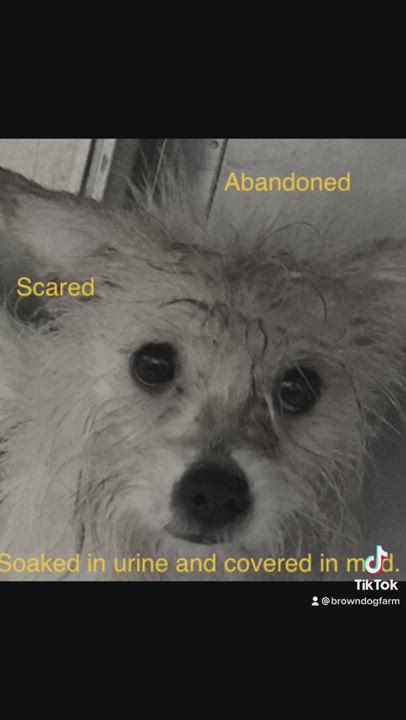 Enlarge Whitney , a Adopted mixed breed in South Strafford, VT video 3/5