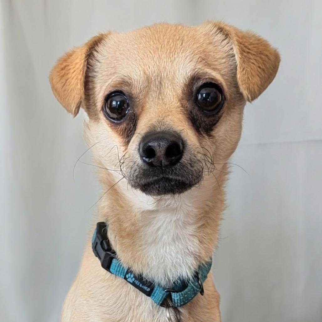 Whippie, Adoptable, Adult Male Chihuahua & Mixed Breed.