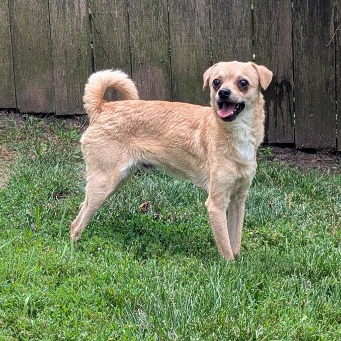 Whippie, Adoptable, Adult Male Chihuahua & Mixed Breed.