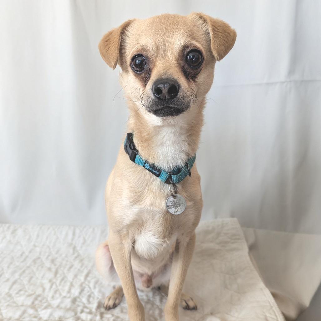 Whippie, Adoptable, Adult Male Chihuahua & Mixed Breed.