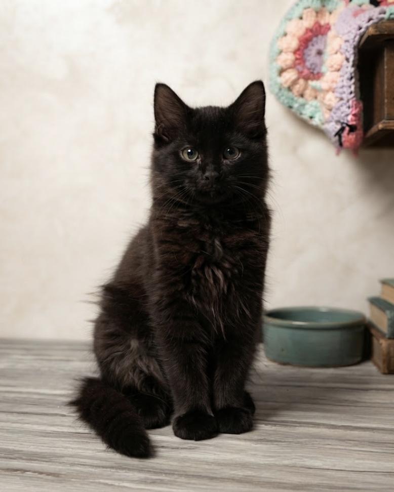 Jay and Evie, adopted, Kitten Male Domestic Medium Hair & Maine Coon.