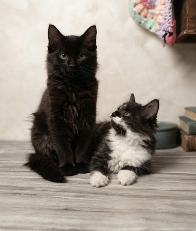 Enlarge Jay and Evie, an adopted mixed breed in Houston, TX image 4/6