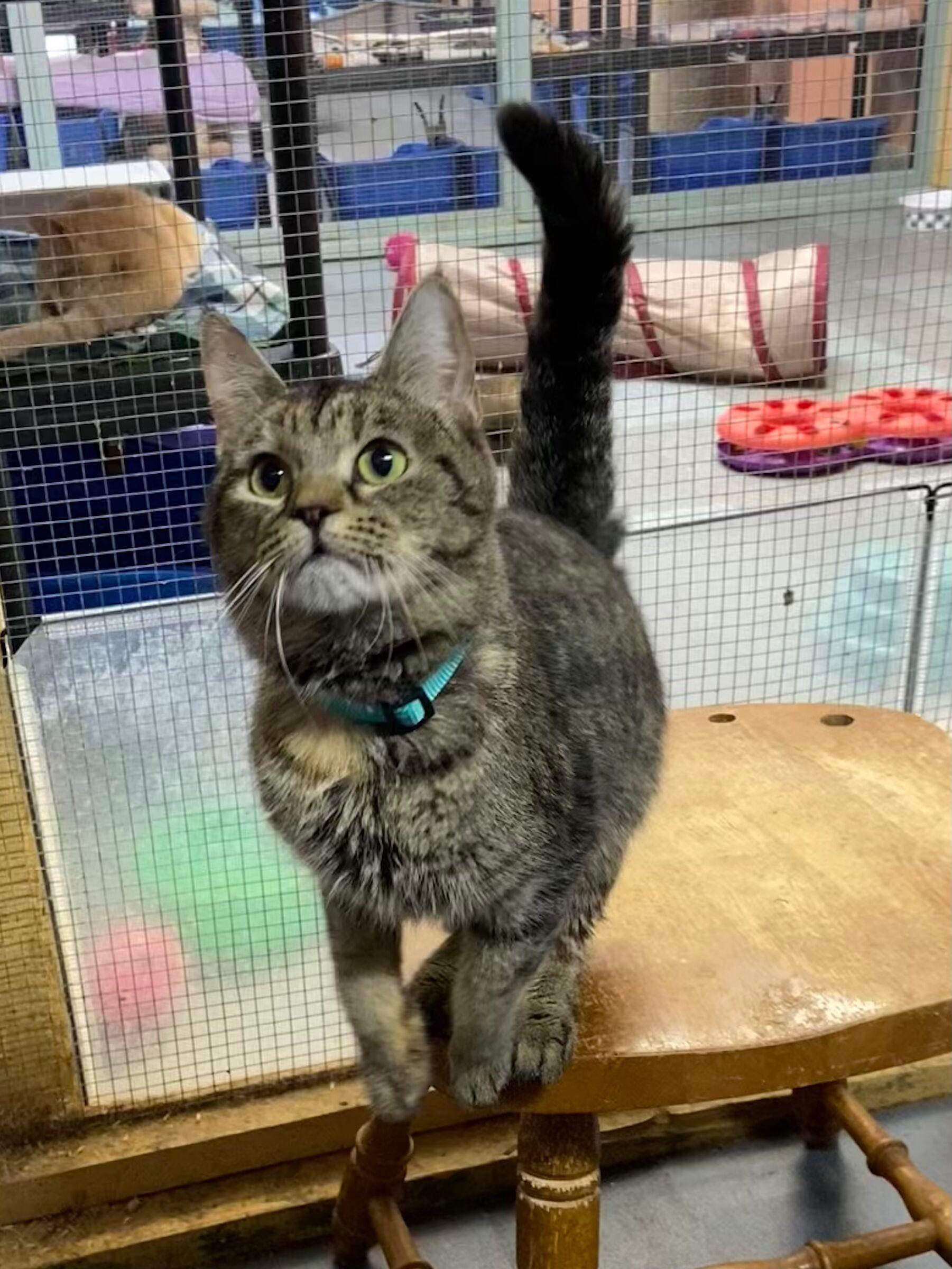 Enlarge SIA, an adopted Tabby in Peru, IN image 4/5