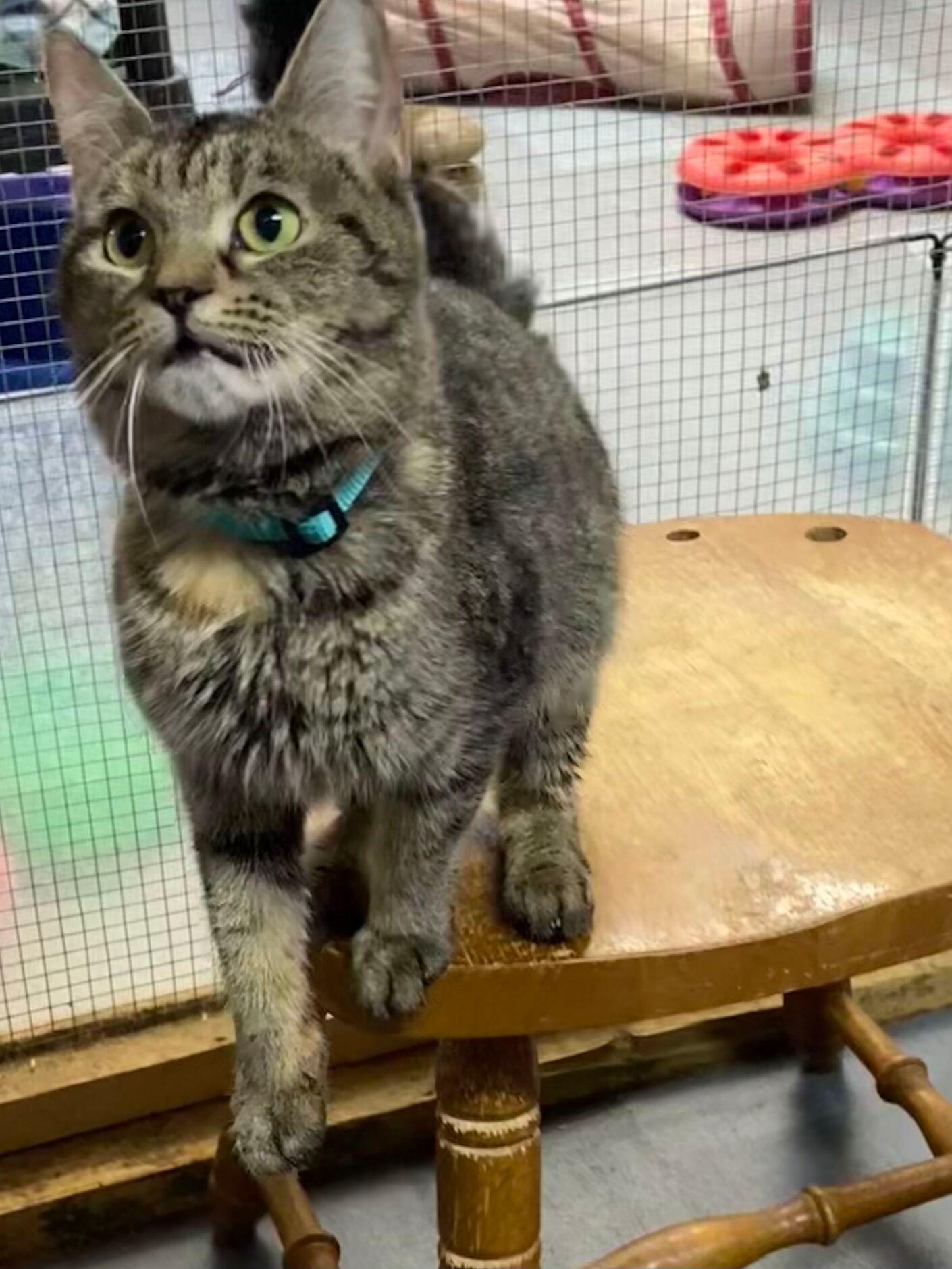 Enlarge SIA, an adopted Tabby in Peru, IN image 3/5