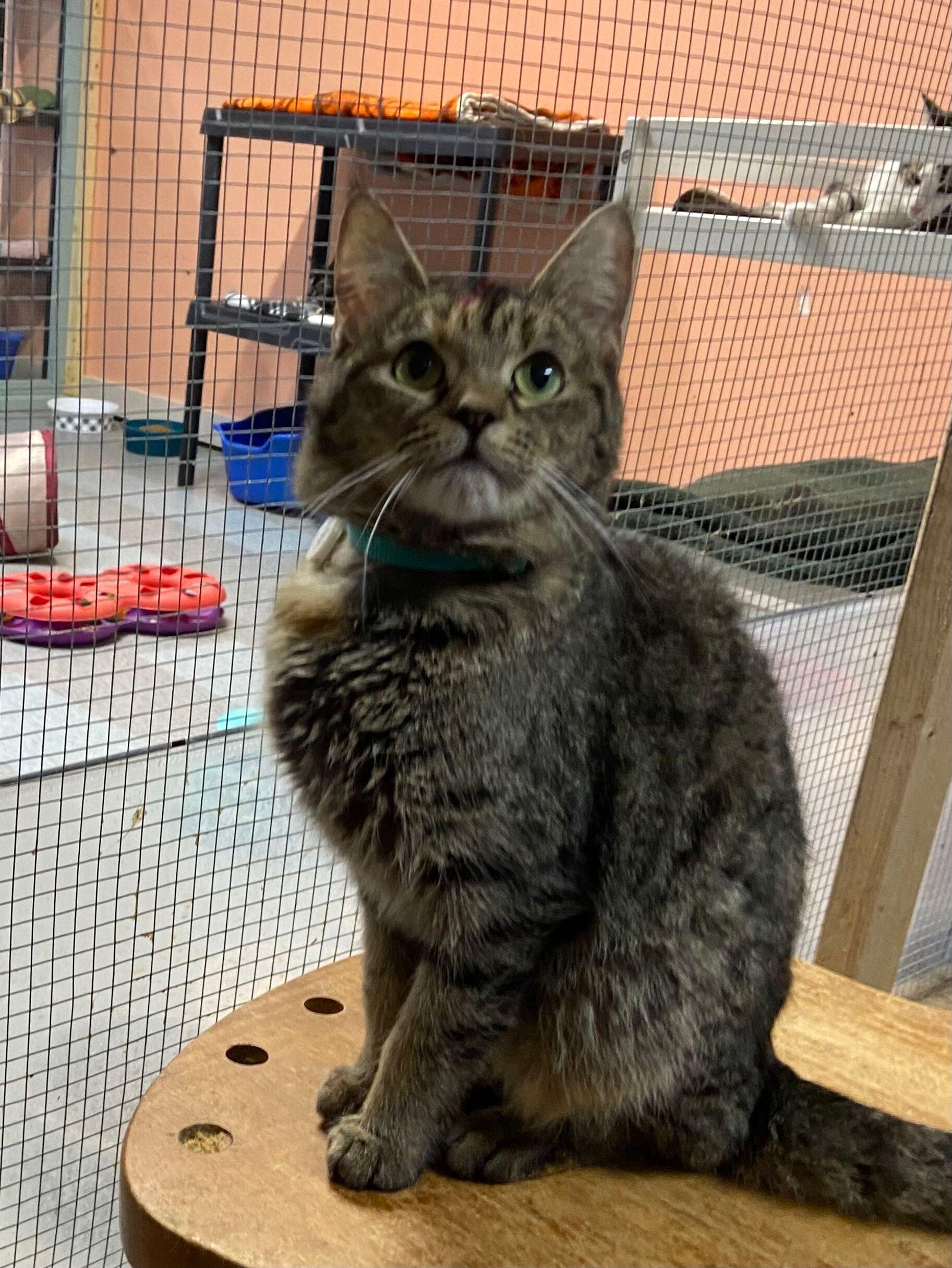 Enlarge SIA, an adopted Tabby in Peru, IN image 5/5