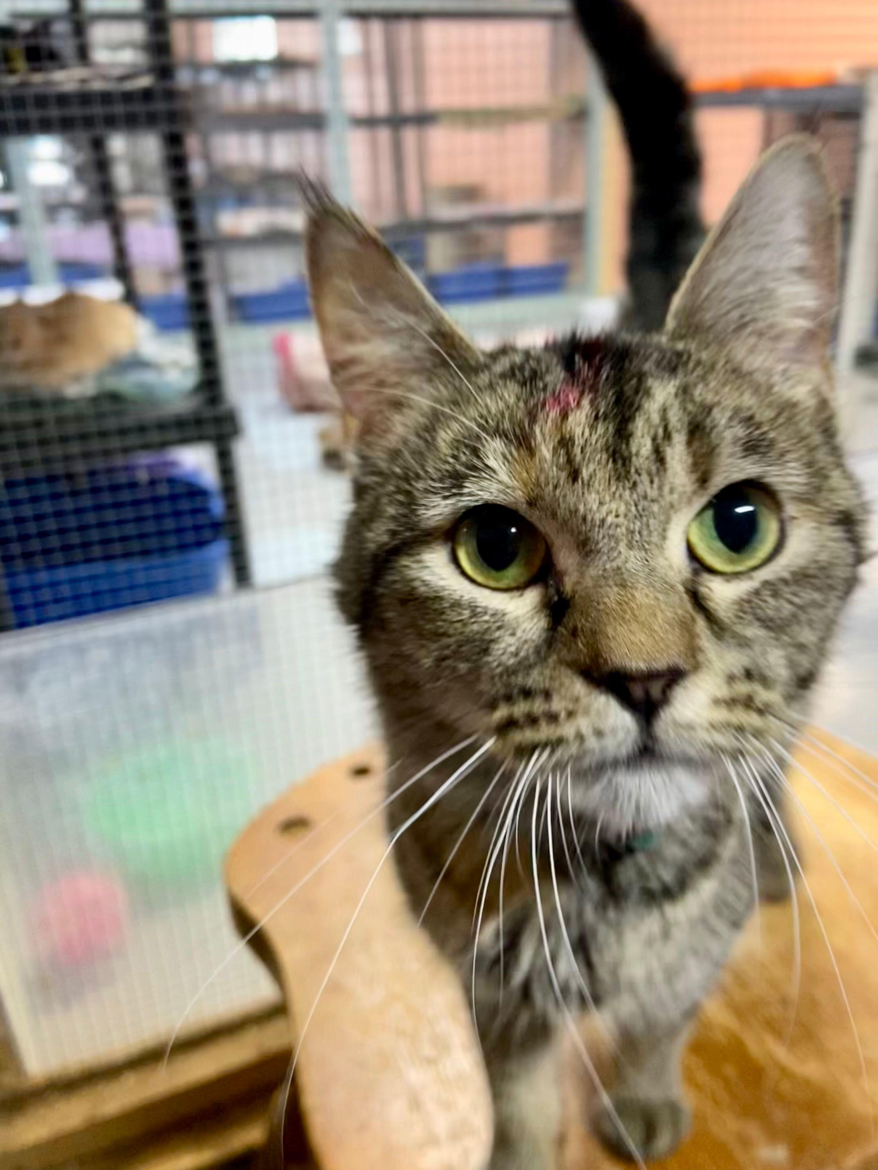 Enlarge SIA, an adopted Tabby in Peru, IN image 1/5