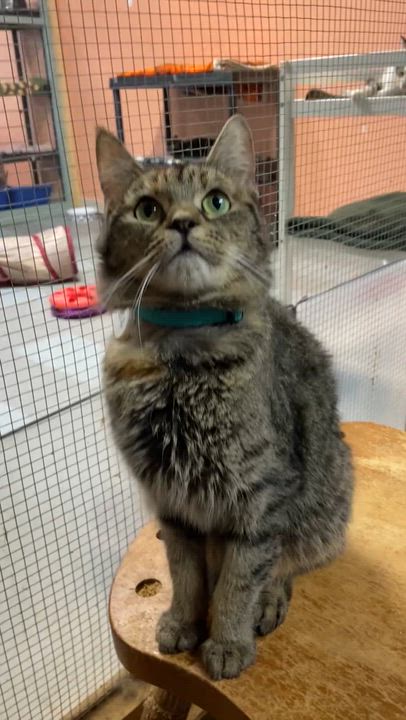 Enlarge SIA, an adopted Tabby in Peru, IN video 2/5