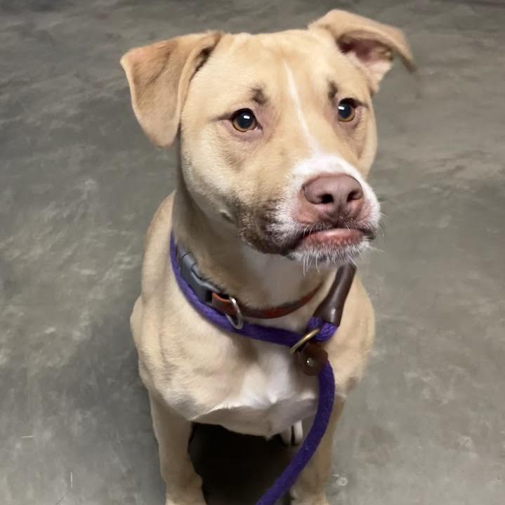 Captain, Adoptable, Adult Male Mixed Breed.