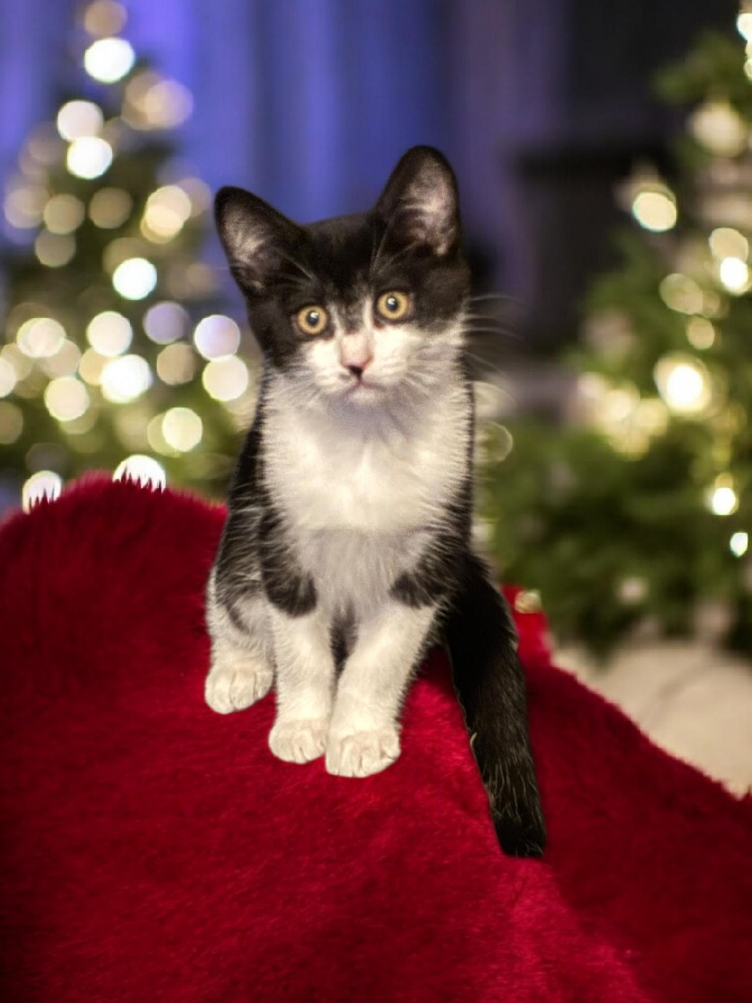 Hera, Adoptable, Kitten Female Tuxedo.