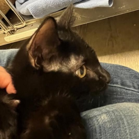 Enlarge Ramsey, an adopted Domestic Short Hair in Kankakee, IL image 3/5