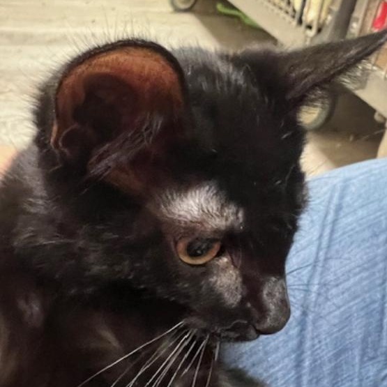 Enlarge Ramsey, an adopted Domestic Short Hair in Kankakee, IL image 5/5