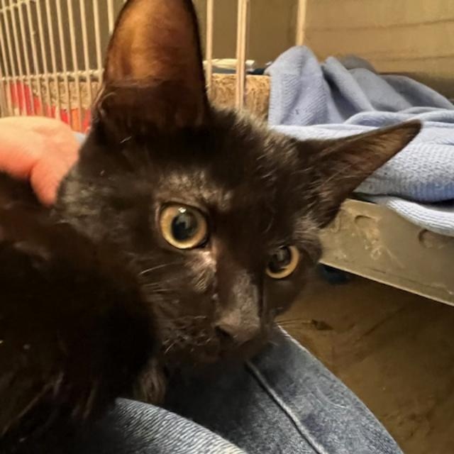 Enlarge Ramsey, an adopted Domestic Short Hair in Kankakee, IL image 4/5