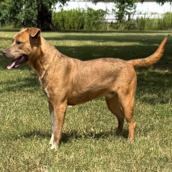 Neko, Adoptable, Young Male Mixed Breed & Mixed Breed.