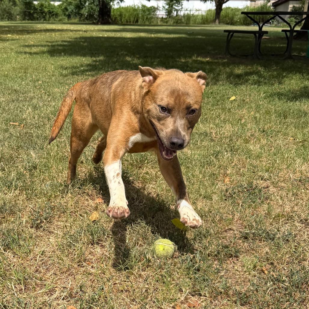 Enlarge Neko, a Adoptable mixed breed in Jacksonville, AR image 2/6