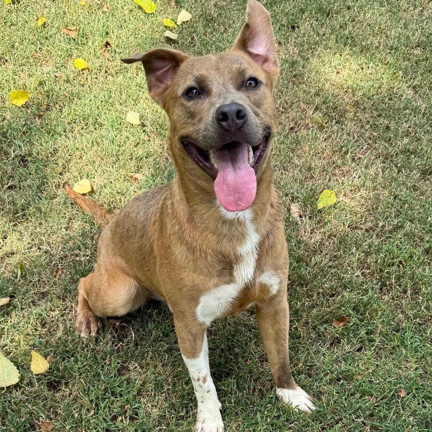 Enlarge Neko, a Adoptable mixed breed in Jacksonville, AR image 3/6