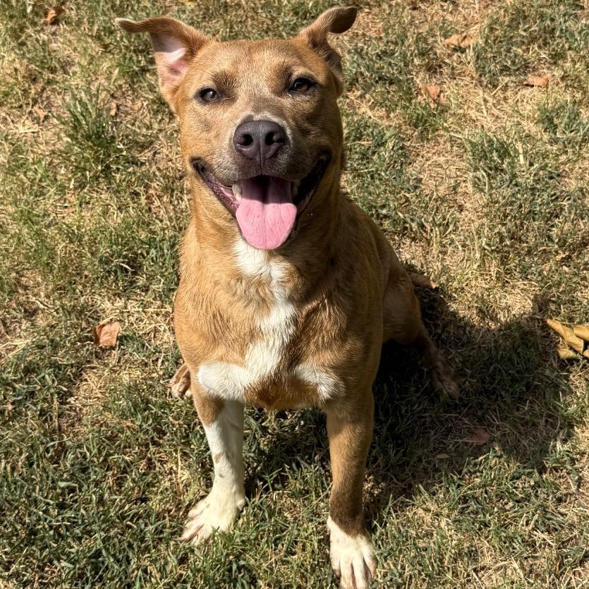 Enlarge Neko, a Adoptable mixed breed in Jacksonville, AR image 4/6