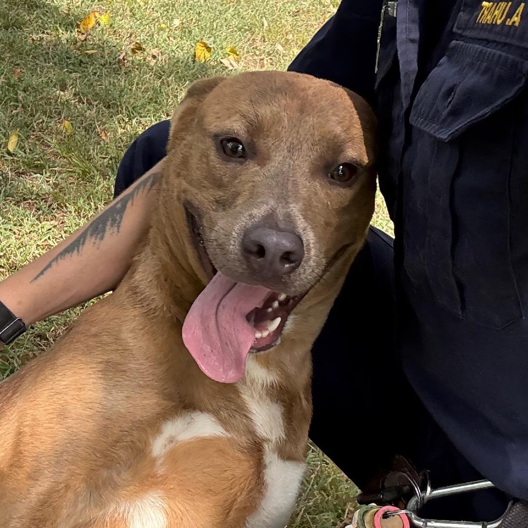 Enlarge Neko, a Adoptable mixed breed in Jacksonville, AR image 5/6