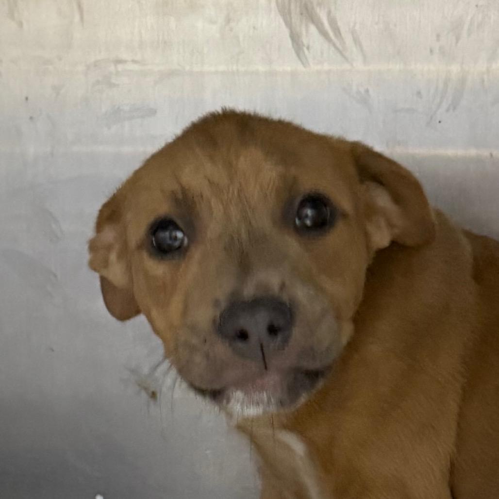 Enlarge Neko, a Adoptable mixed breed in Jacksonville, AR image 6/6