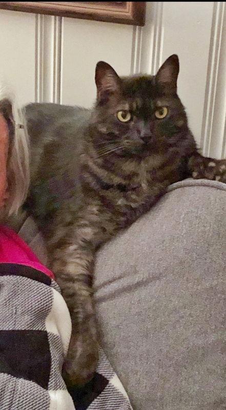 Leo, Adopted, Senior Male Domestic Long Hair.