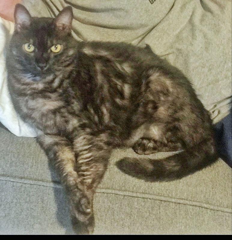 Enlarge Leo, a Adopted Domestic Long Hair in Locust Grove, GA image 2/2