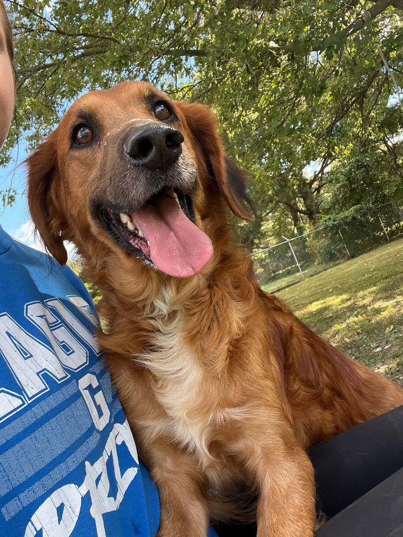 Hershel, Adopted, Adult Male Golden Retriever.