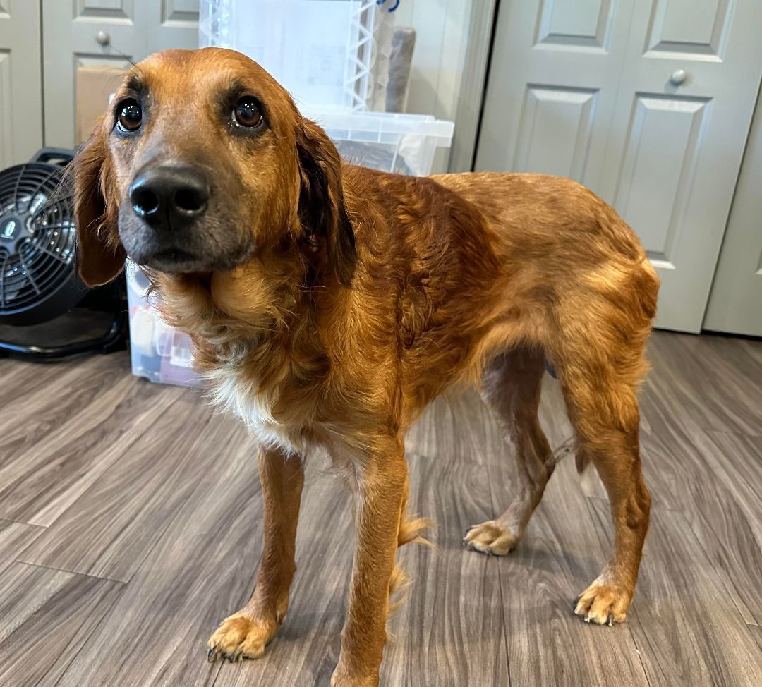 Hershel, a Adopted mixed breed in Paducah, KY image 2/3