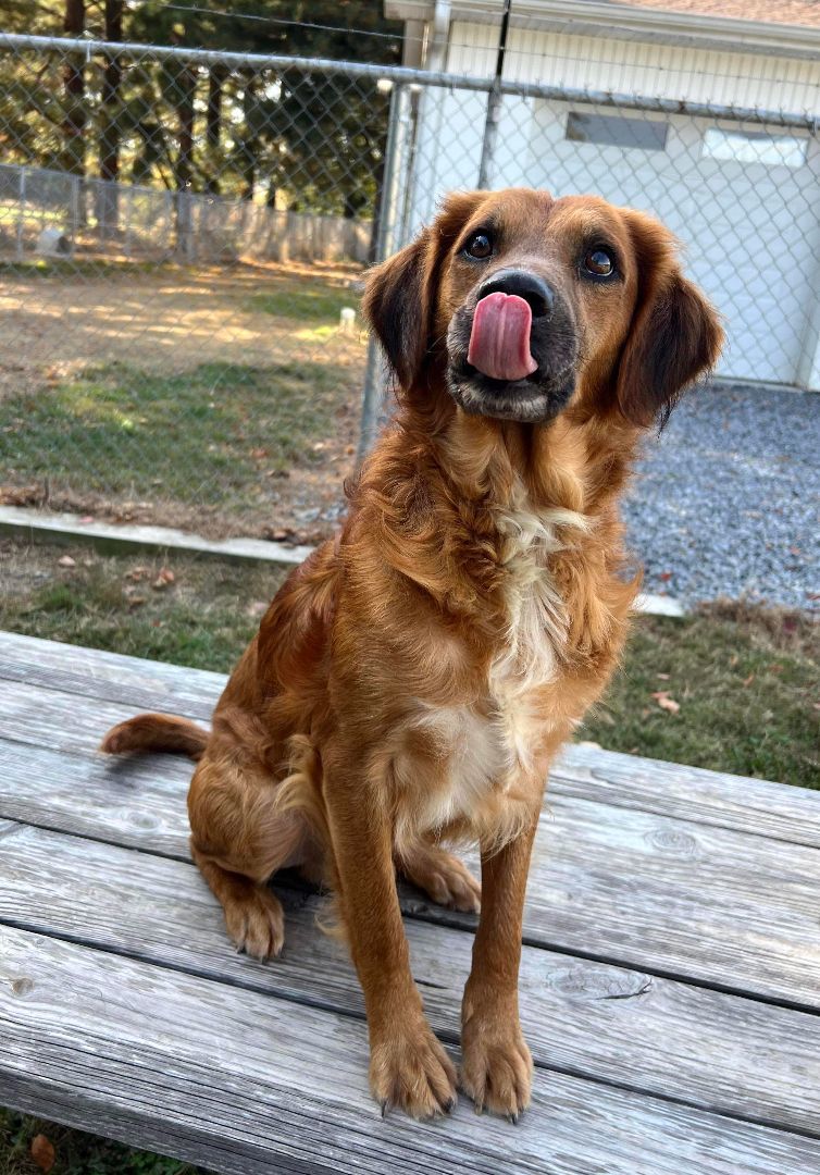 Hershel, a Adopted mixed breed in Paducah, KY image 3/3