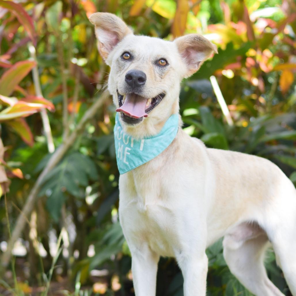Enlarge Wiley, a Adoptable Mixed Breed in Kailua Kona, HI image 1/5