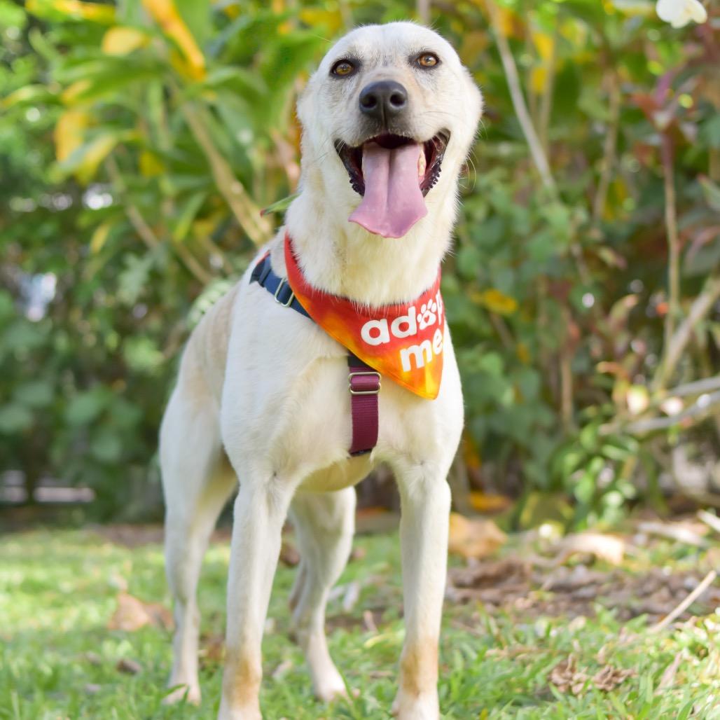 Enlarge Wiley, a Adoptable Mixed Breed in Kailua Kona, HI image 2/6