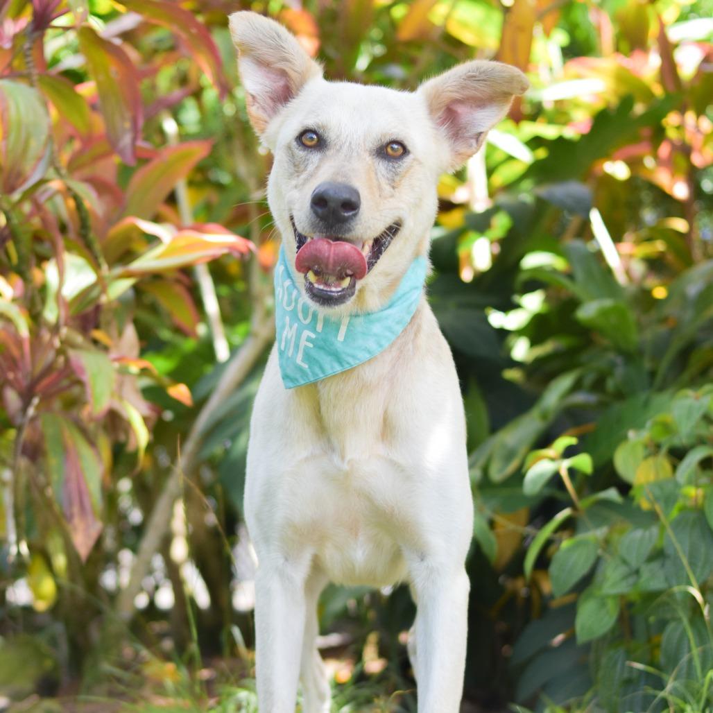 Enlarge Wiley, a Adoptable Mixed Breed in Kailua Kona, HI image 2/5