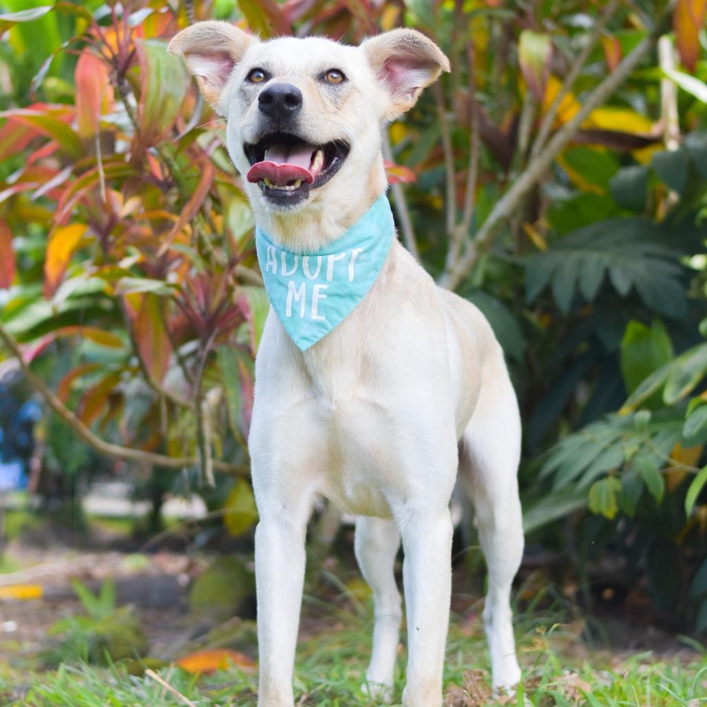 Enlarge Wiley, a Adoptable Mixed Breed in Kailua Kona, HI image 3/5