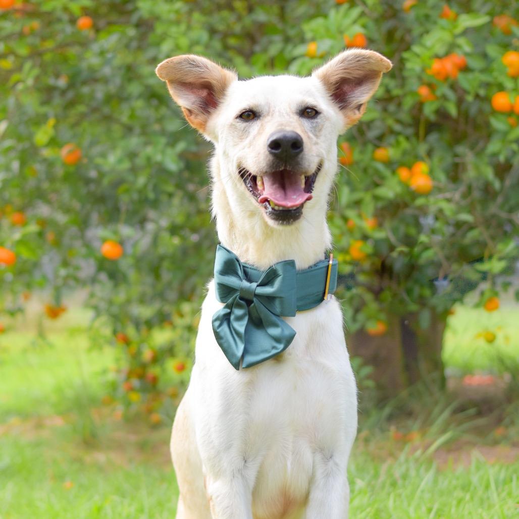 Enlarge Wiley, a Adoptable Mixed Breed in Kailua Kona, HI image 4/6