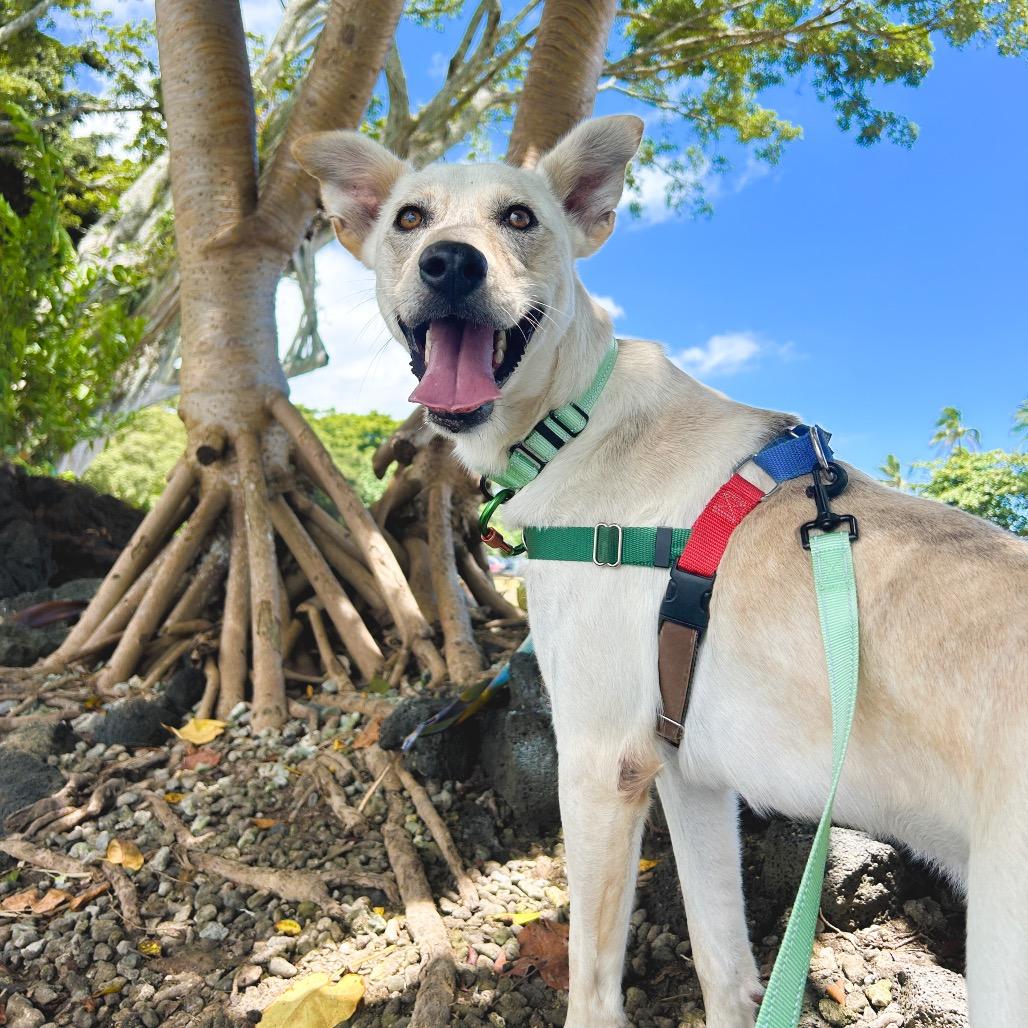 Enlarge Wiley, a Adoptable Mixed Breed in Kailua Kona, HI image 4/5