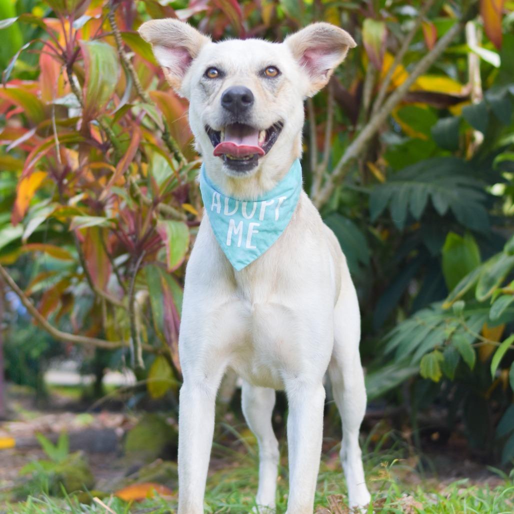 Enlarge Wiley, a Adoptable Mixed Breed in Kailua Kona, HI image 5/5