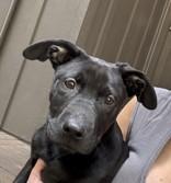 Samson photo 1