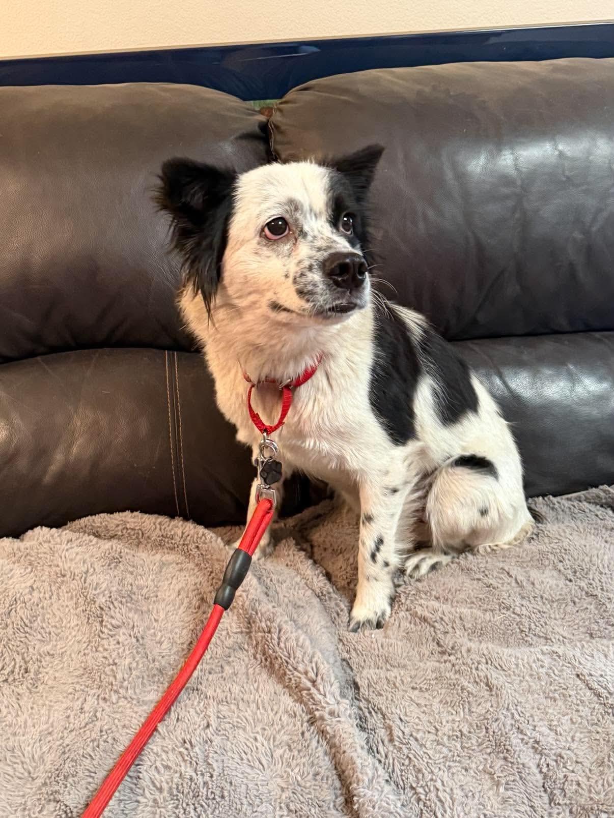 Juniper, Adoptable, Young Female Cocker Spaniel.