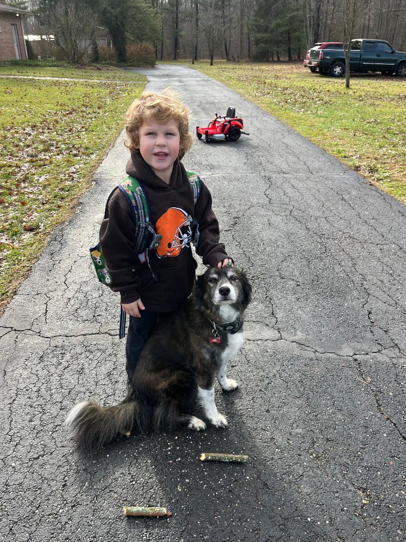 Mabel, a Adopted Shepherd in Morgantown, WV image 1/2