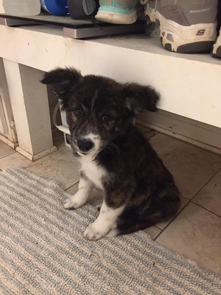 Mabel, a Adopted Shepherd in Morgantown, WV image 2/2